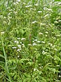 Купырь кудрявый (Anthriscus cerefolium)