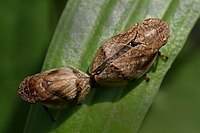 Spittlebugs (Aphrophora alni) mating