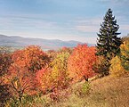 Осінь в Середньому Березові