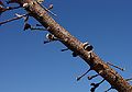 A straight length of brown branch, spotted with white dots, with numerous short twigs sticking out. Some of the twigs terminate in a flat pad, others in an open follicle.