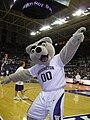 Garry the Husky lors d'un match de basket-ball.