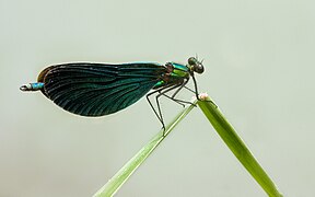 Beautiful Demoiselle Calopteryx virgo