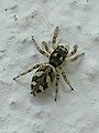 Salticidae