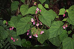 Begonia grandis em floração.