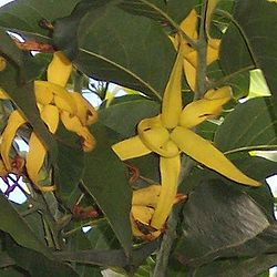 Cananga odorata.