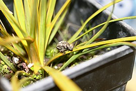 Captive rearing study of Hadramphus tuberculatus on a young Aciphylla aurea in an enclosure at Lincoln University