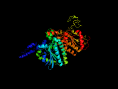 E. coli ACCのビオチンカルボキシルトランスフェラーゼサブユニット