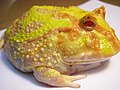 This Albino Pac-Man frog is six months old