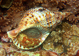 Gros Triton vivant, blanc à rayures jaunes et taches brunes, opercule fermé, posé sur le récif corallien.