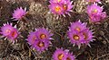 Pelecyphora vivipara blooming in Grand Canyon Village on the South Rim of Grand Canyon National Park