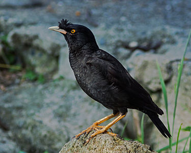 Crested myna, by Laitche
