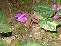 Cyclamen pseudibericum convoluting stems after pollination (close-up)