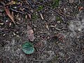 Cyclamen purpurascens young pod