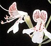 Scrub balm (Dicerandra frutescens)