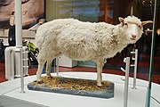 Taxidermy of Dolly the sheep