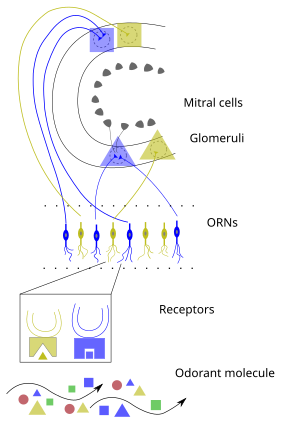 A simple diagram showing small triangles and rectangles that represent various chemical compounds rising up to a few lines that represent cells that can absorb them and then send electrical signals to the brain to interpret