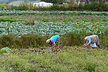 Two women wearing brightly-colored outfits with skirts and hair-coverings picking vegetables in a small field, with a cabbage patch behind them.