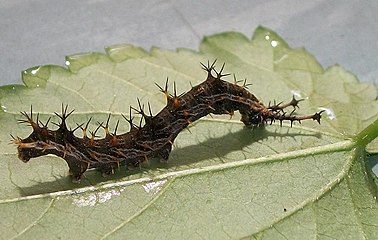 Captive raised E. d. angulata larva (dark)