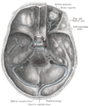 Base of the skull. Upper surface. Transverse sinuses are drawn at bottom.