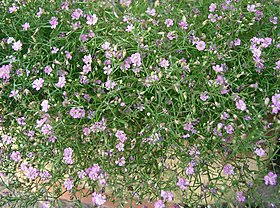 Gypsophila muralis