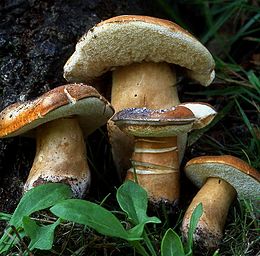 Gyroporus castaneus