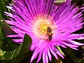 European honey bee, Lebanon.