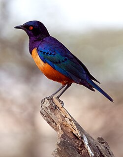 Hildebrandt's Starling