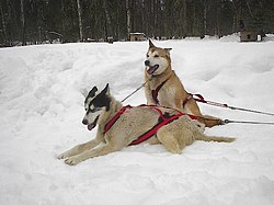 Deux Alaskan huskies attelés en tête de traîneau.