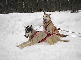 Two white dogs are seen in red harnesses. One is sitting, and the other is lying down.