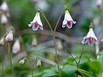 Linnaea borealis subsp. borealis