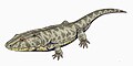 Lyddekerina huxleyi, of the early Triassic of South Africa and Australia