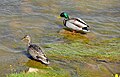 Mallard in Selfoss