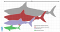 C. megalodon s kitopsinom, velikom bijelom psinom i čovjekom.