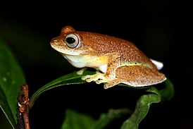 Mercurana myristicapalustris