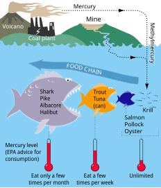 Mercury cycle