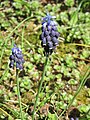 Muscari neglectum