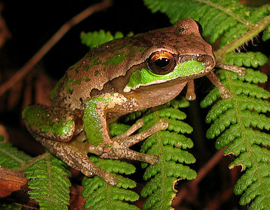 New England tree frog, by LiquidGhoul