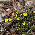 Fleurs de bugrane striée