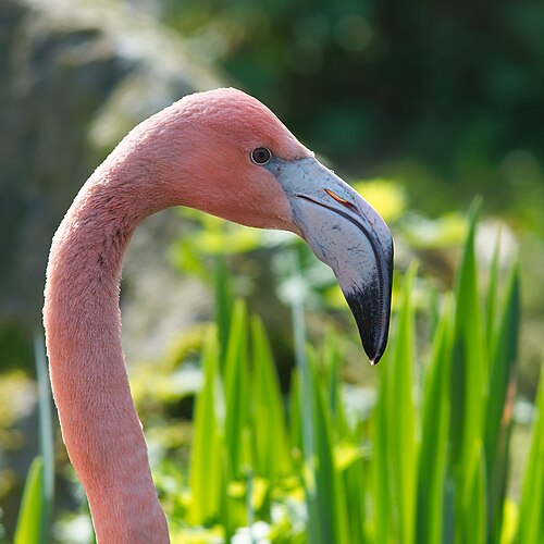 Голова фламинго (Phoenicopterus sp.)