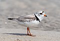 Image 55Piping plover in Queens