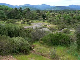 Garrigue sur la plaine des Maures, la Sauvette au centre de l'arrière-plan.