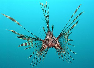 הזהרון הוא דג טורף שנפוץ בעיקר במימי האוקיינוס השקט.