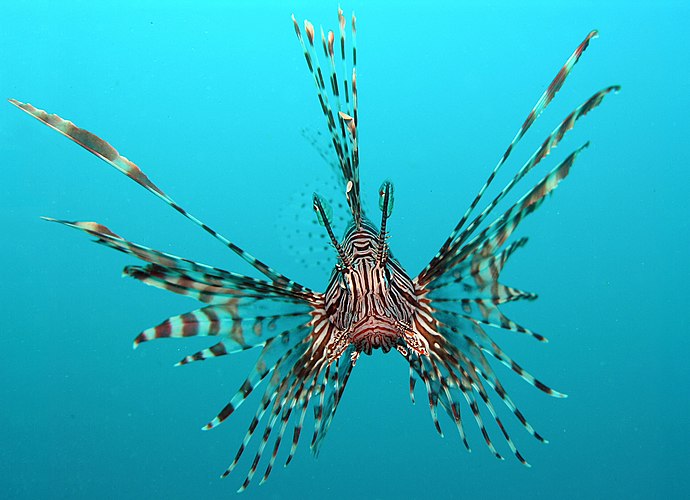 Крылатка полосатая (Pterois volitans)