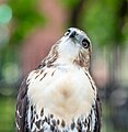 Image 96Red-tailed hawk, fearsome predator