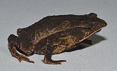 Description de l'image Rhinella macrorhina.jpg.