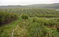 Plantations localement dominée par la régénération naturelle, sur coupe rase (oct 2002)