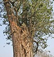 Sala trunk strangulated by ficus tree at Jayanti.