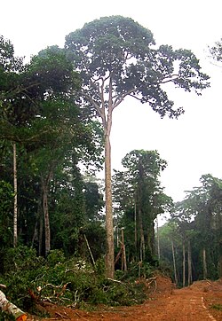 Entandrophragma cylindricum (Congo).