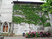 Photographie en couleurs d'un mur largement recouvert de végétation.