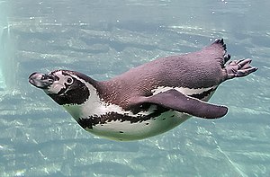 פינגווין הומבולדט שוחה מתחת למים.
